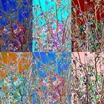 Stephanie_Sydney_kite_in_tree_colors