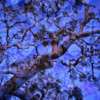ss_eucalyptus-tree-twilight